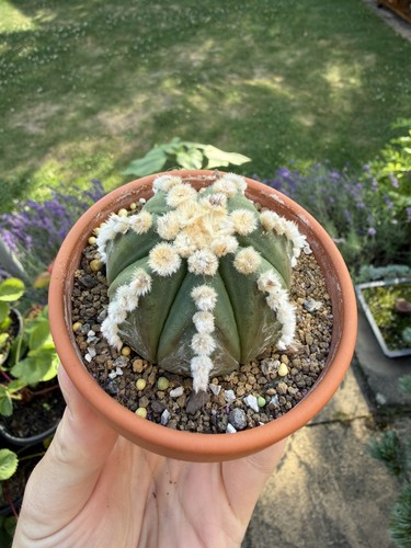 Astrophytum asterias ooibo - cv.,