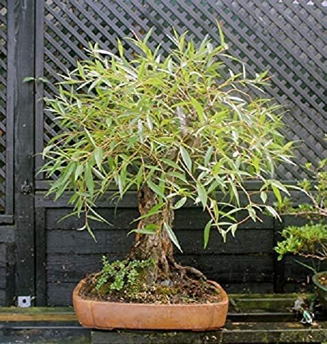 Willow tree bundle - 1, fast