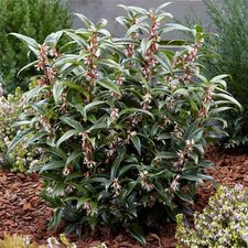 Sarcococca Hookeriana Fragrant