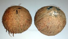4 Raw Natural Coconut Shell