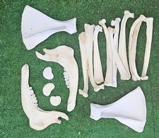 Real Cow Bones taxidermy art