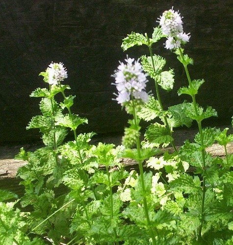 Mint spearmint mentha spicata - mint,