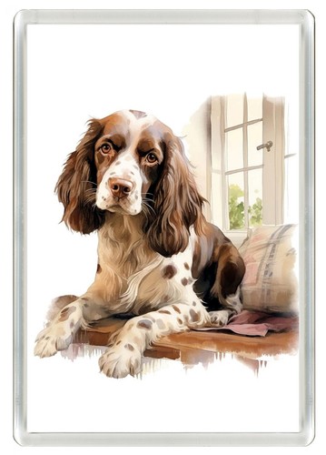 English springer spaniel - english,