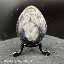 Orthoceras polished fossil egg - orthoceras,