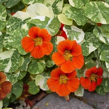 Nasturtium Orange Troika 1x