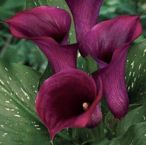 Anneke calla lily bulb - lily,