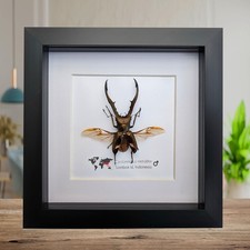 Framed Cyclommatus metallifer