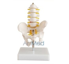 Model Anatomy Half - Size