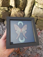 Spanish Moon Moth Graellsia