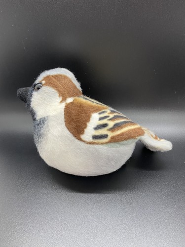 House sparrow singing bird - singing,