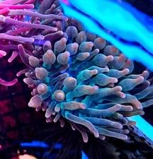 Rainbow bubble tip anemone