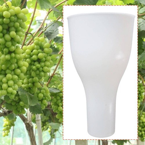 Grape dipping cup growing - grape,
