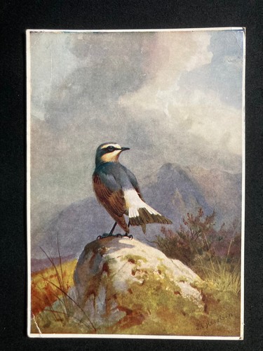 The wheatear c - wheatear, by