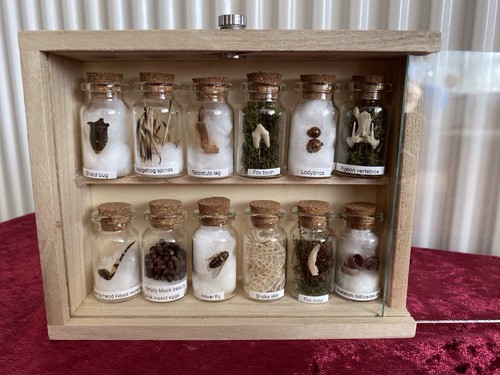 Oddity curiosity taxidermy - ,,