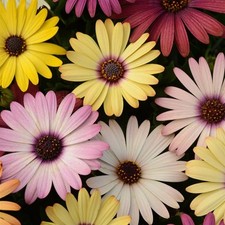 Perfect plants osteospermum - perfect,