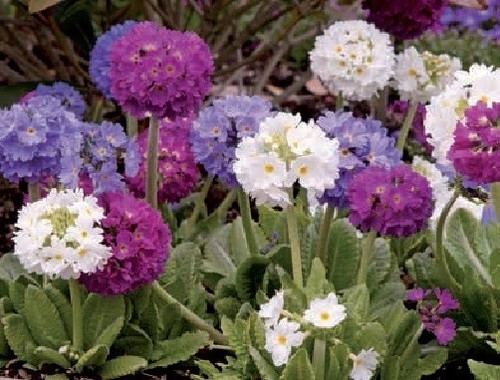 Primula denticulata hybrids - primula,