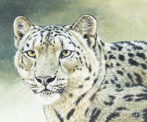 Stephen gayford himalayan - gayford, 'himalayan