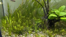 10x Vallisneria Spiralis