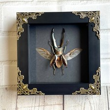 Golden stag beetle - golden,