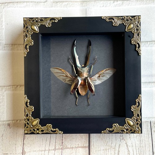 Golden stag beetle - golden,