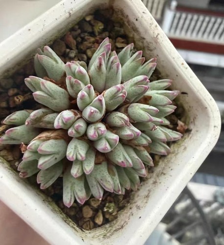 Conophytum blandum arm 985 - conophytum,