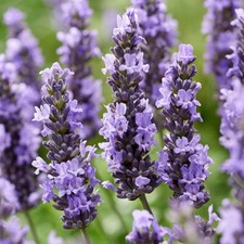 Lavender Sensational - New Rare - XXL 3Lt Pot Hardy Flowering Evergreen Shrub