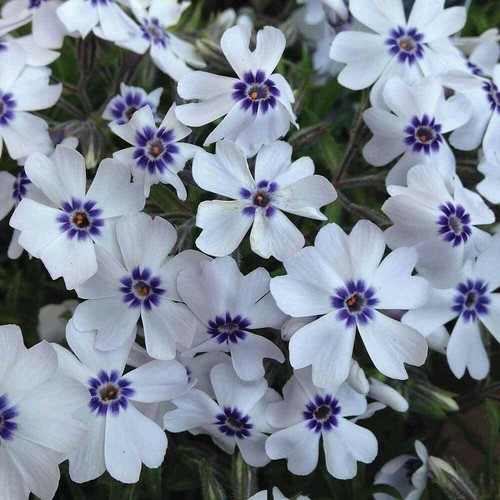 Phlox plugs flowering garden - phlox,