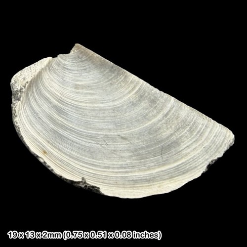 Rare laevaptychus latus - laevaptychus,