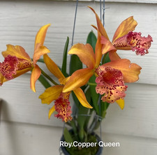 Rare Cattleya / Rby.  Copper