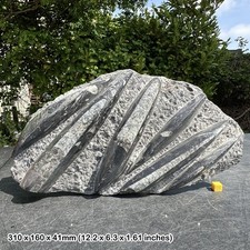 Fossil Orthoceras Slab in