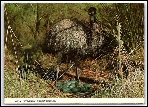 Vintage chrome postcard - vintage, emu