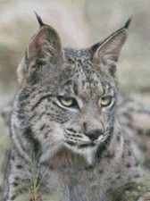 Cross Stitch Chart, Pattern