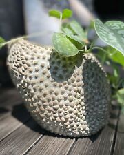 Unusual Jackfruit Botanical