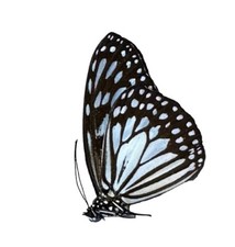 Idiopsis Juventa A1 Papered