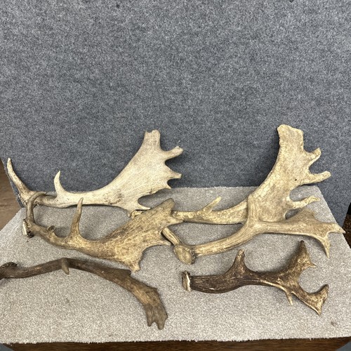 Mixed fallow antler dog - mixed, chew