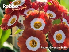 Primula auricula 'Robbo' -