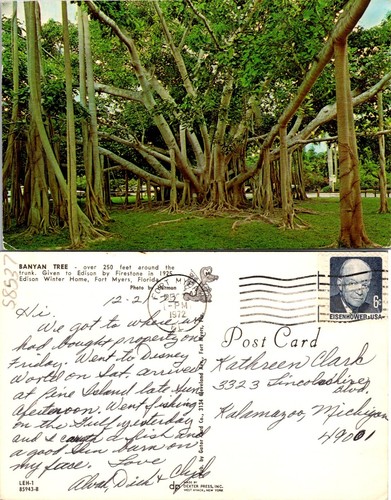 Fort myers banyan tree - banyan,