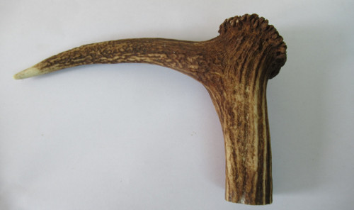 Red deer stag antler coronet - red,