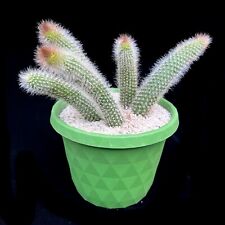 5 x 10cm stems Hildewinteria Colademoninis Monkey tail trailing cactus in basket