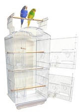 Large Canary Parakeet