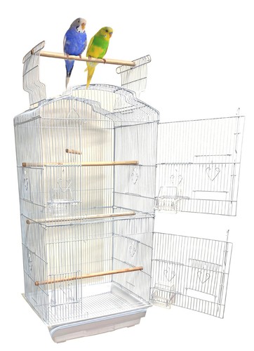 Large canary parakeet - large,