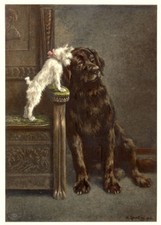 NEWFOUNDLAND BRUSSELS BELGIAN