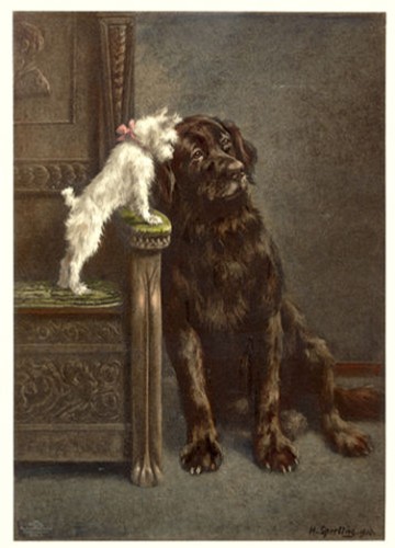 Newfoundland brussels belgian - brussels,