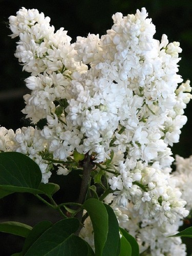 18in 2ft syringa - lilac, madame