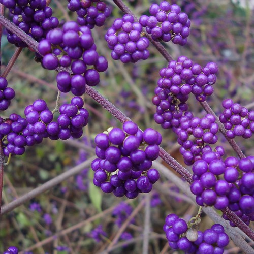 Callicarpa profusion xxl - 'profusion',