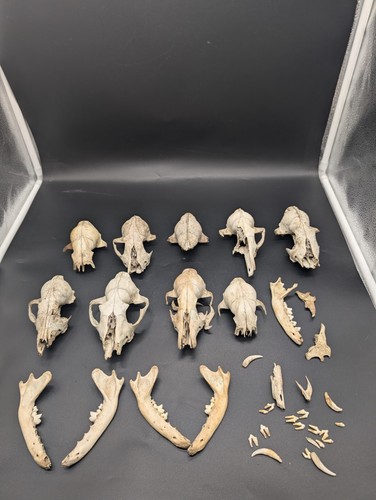British red fox - fox, skull