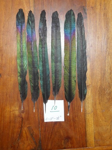 Magpie center tail feathers - tail,