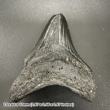 Authentic carcharodon