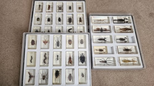 Insects resin collection - in,