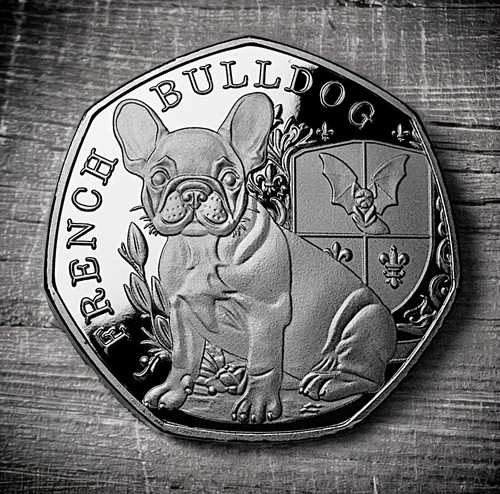 French bulldog silver - french,